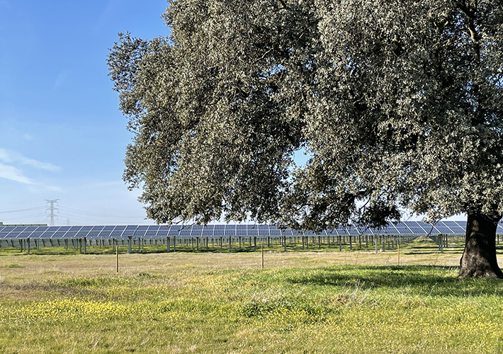 Foto Talayuela Solar, distinguida con el Certificado de Excelencia para la Sostenibilidad y la conservación de la Biodiversidad.